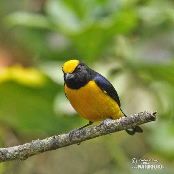 Orange-bellied Euphonia (Euphonia xanthogaster)