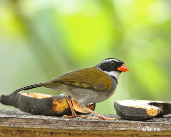 Orange-billed Sparrow (Arremon aurantiirostris)