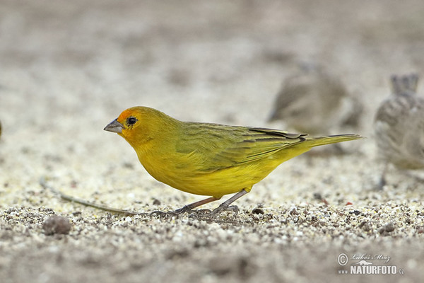 Orange-fronted Yellow-Finch (Sicalis columbiana)