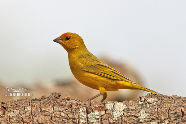 Orange-fronted Yellow-Finch (Sicalis columbiana)