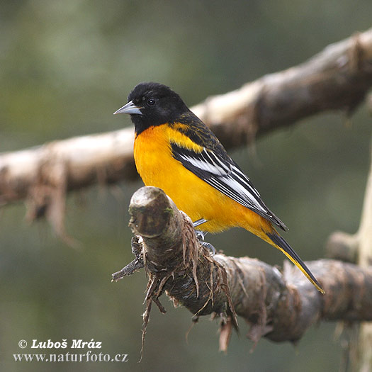 Oriole de Baltimore