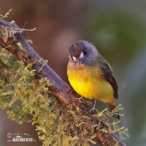 Ornate Flycatcher (Myiotriccus ornatus)