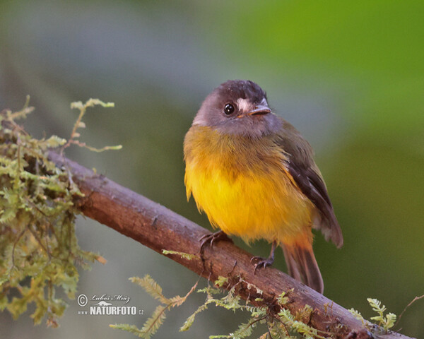 Ornate Flycatcher (Myiotriccus ornatus)