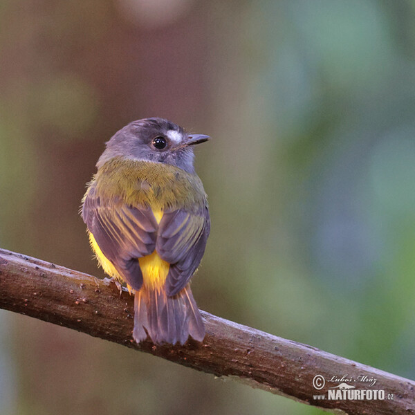 Ornate Flycatcher (Myiotriccus ornatus)