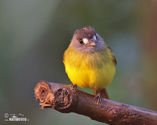 Ornate Flycatcher (Myiotriccus ornatus)