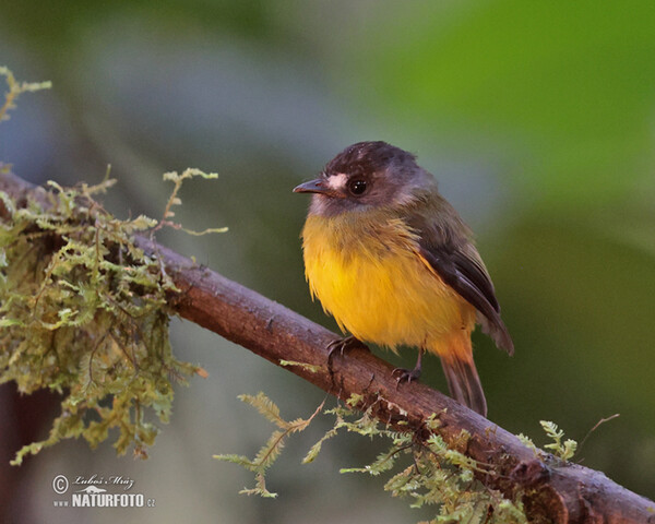 Ornate Flycatcher (Myiotriccus ornatus)