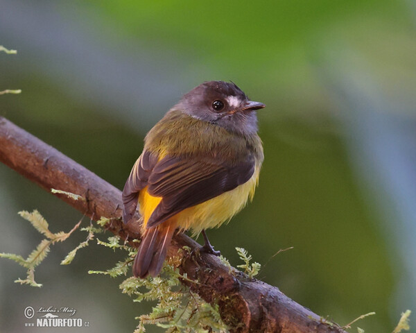 Ornate Flycatcher (Myiotriccus ornatus)