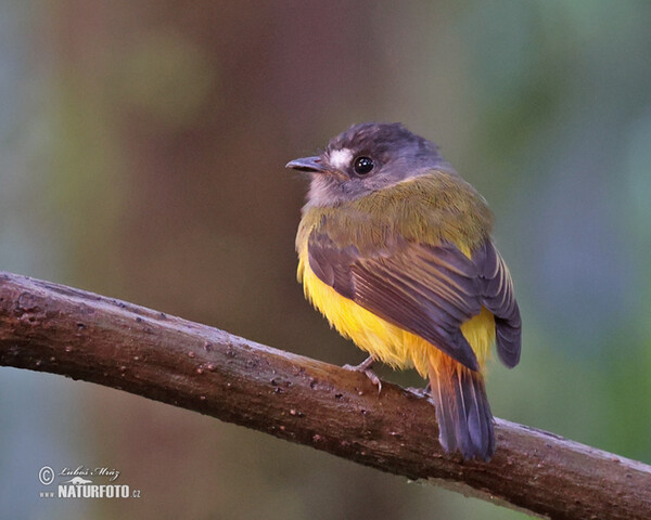 Ornate Flycatcher (Myiotriccus ornatus)