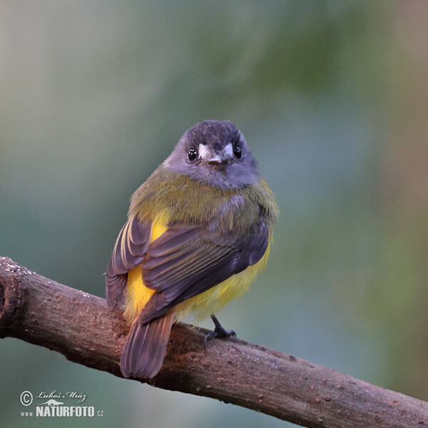 Ornate Flycatcher (Myiotriccus ornatus)