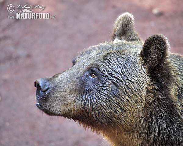 Orso bruno