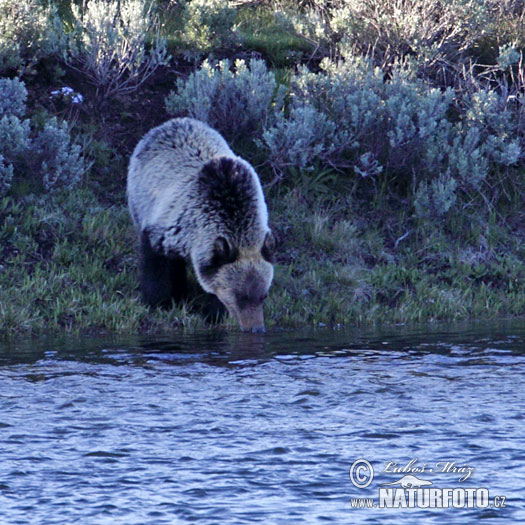 Orso grizzly