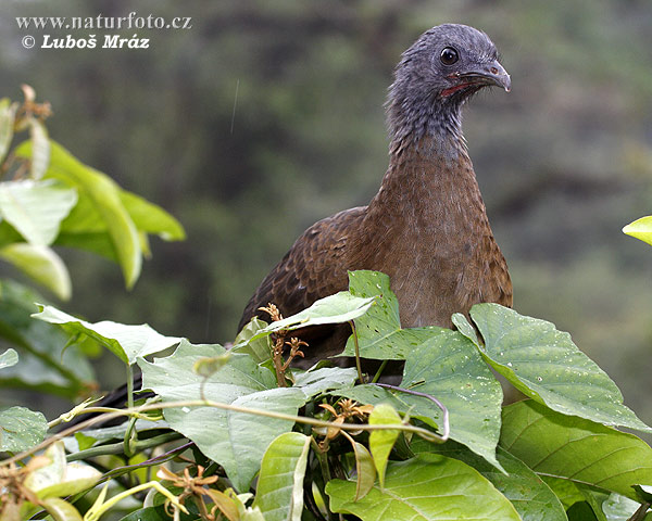 Ortalis cinereiceps