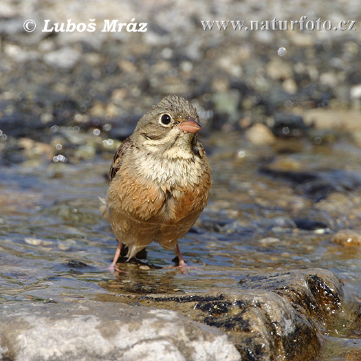 Ortolano