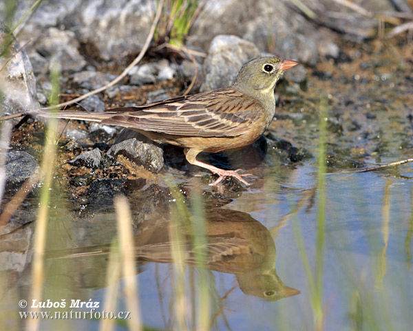 Ortolansparv