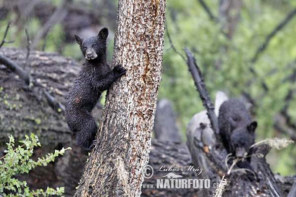 Oso negro