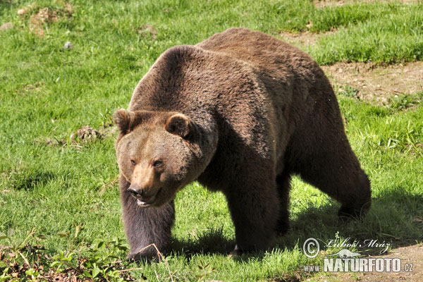 Oso pardo