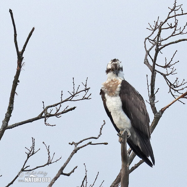 Osprey (Pandion haliaetus)