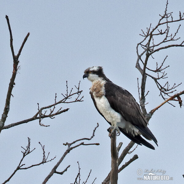 Osprey (Pandion haliaetus)