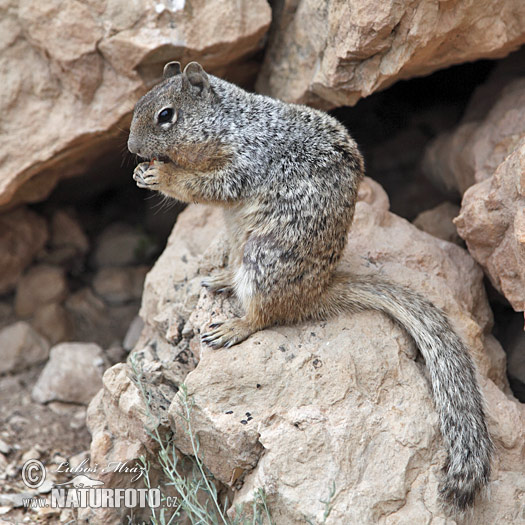 Otospermophilus variegatus