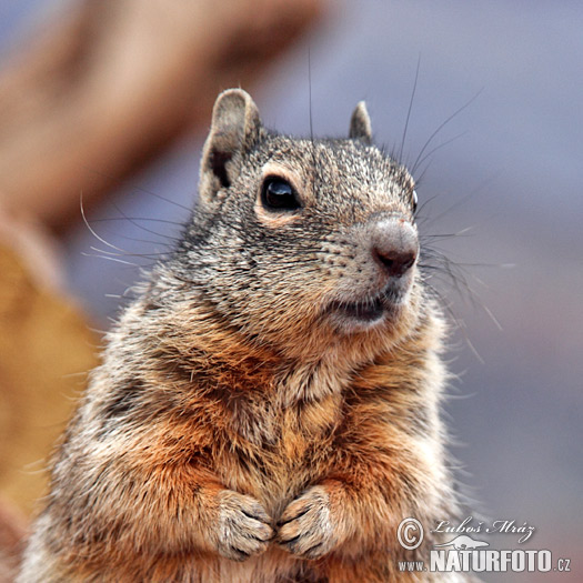 Otospermophilus variegatus