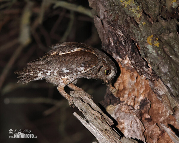 Otus scops