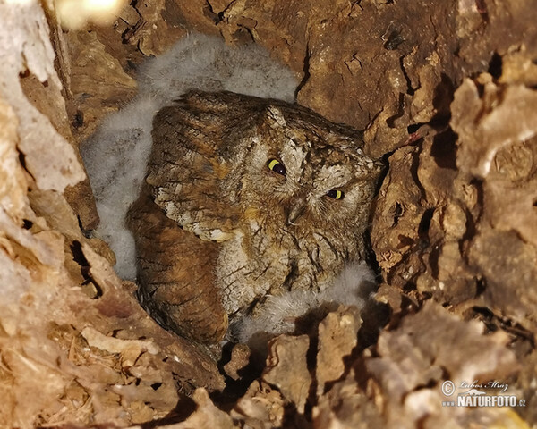 Otus scops