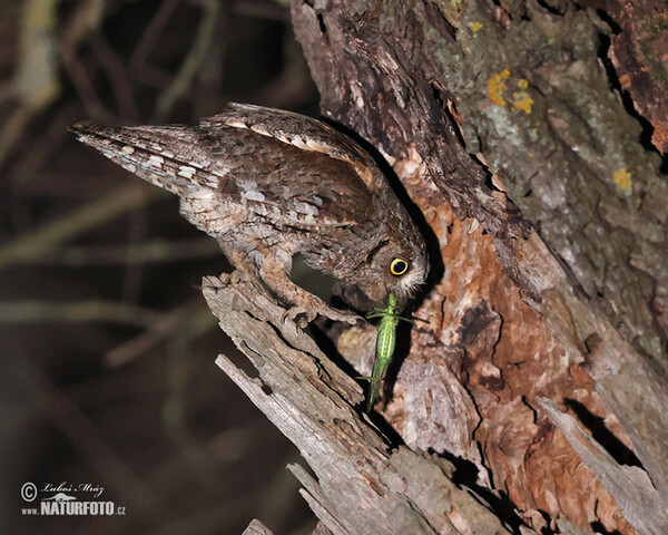 Otus scops