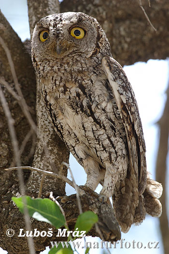 Otus senegalensis