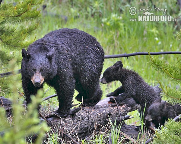 Ours noir