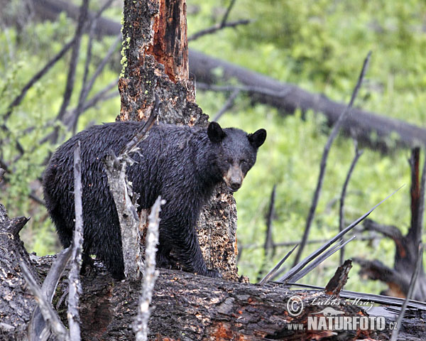 Ours noir