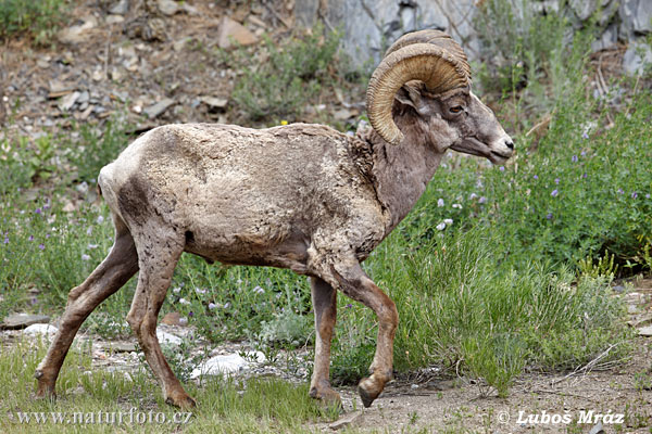 Ovis canadensis