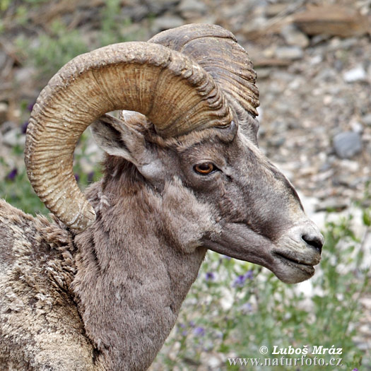 Ovis canadensis