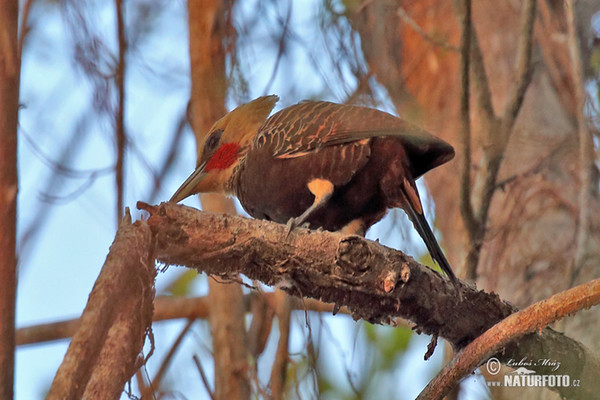 Pale-crested Woodpecker (Celeus lugubris)