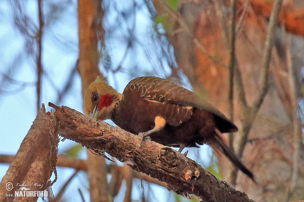 Pale-crested Woodpecker (Celeus lugubris)