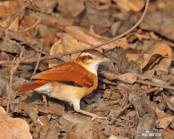Pale-legged Hornero (Furnarius leucopus)