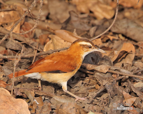 Pale-legged Hornero (Furnarius leucopus)