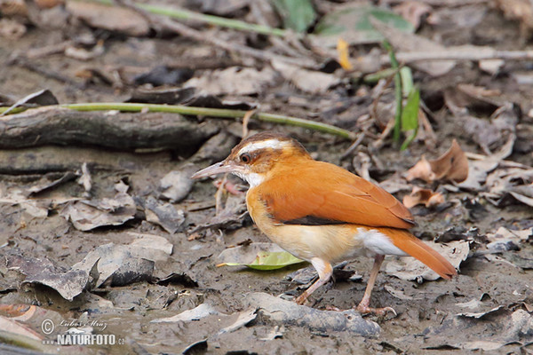 Pale-legged Hornero (Furnarius leucopus)