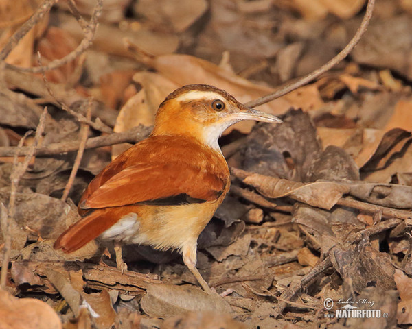 Pale-legged Hornero (Furnarius leucopus)