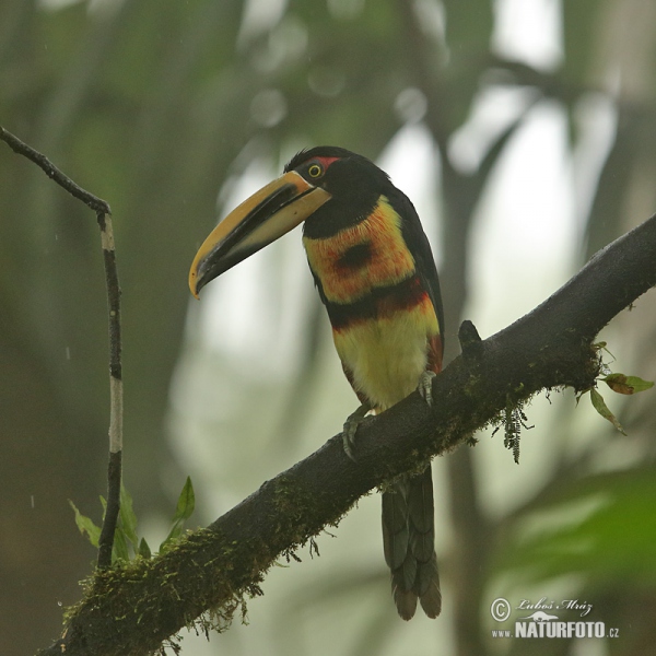Pale-mandibled Aracari (Pteroglossus erythropygius)