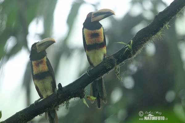 Pale-mandibled Aracari (Pteroglossus erythropygius)