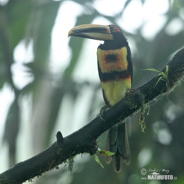 Pale-mandibled Aracari (Pteroglossus erythropygius)