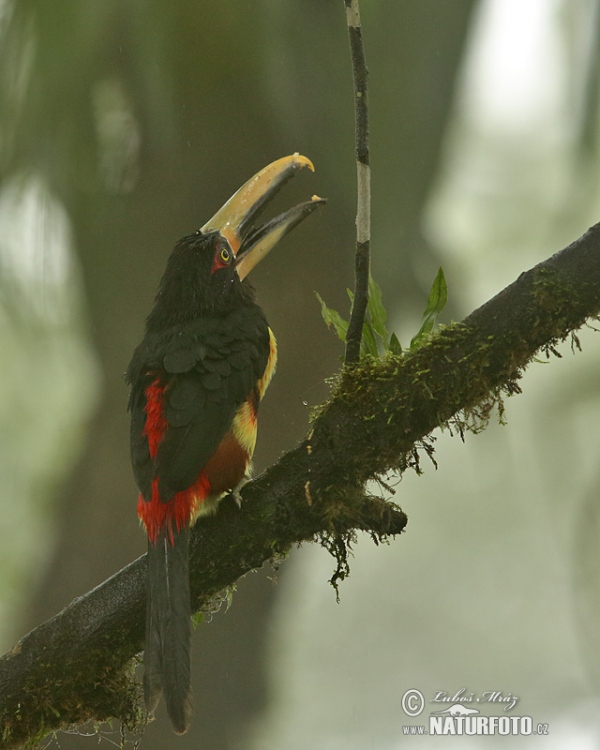 Pale-mandibled Aracari (Pteroglossus erythropygius)