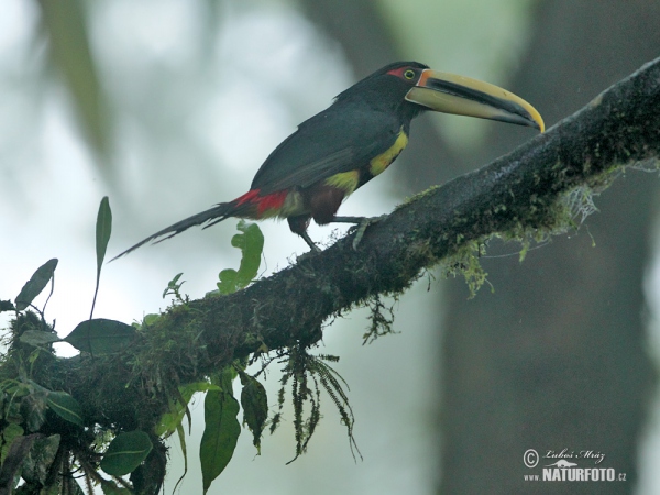 Pale-mandibled Aracari (Pteroglossus erythropygius)