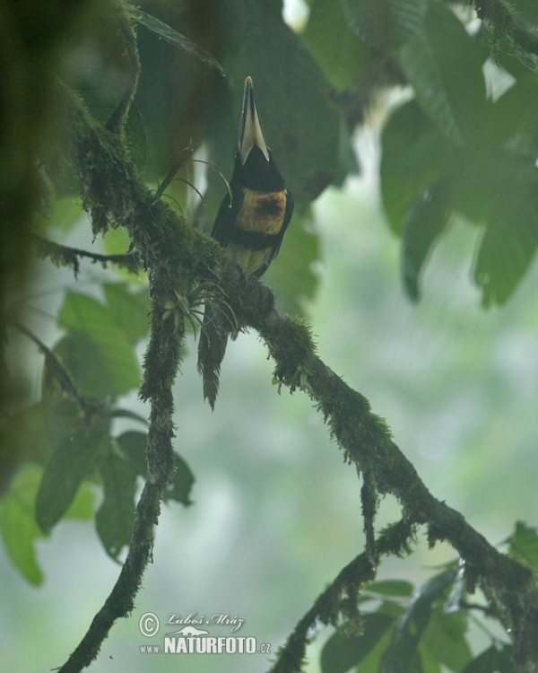 Pale-mandibled Aracari (Pteroglossus erythropygius)