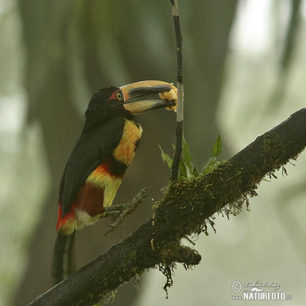 Pale-mandibled Aracari (Pteroglossus erythropygius)