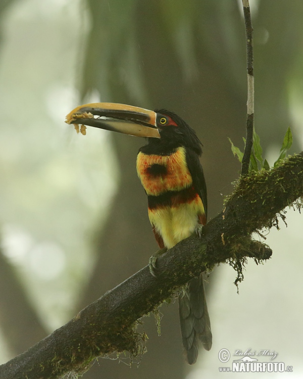 Pale-mandibled Aracari (Pteroglossus erythropygius)