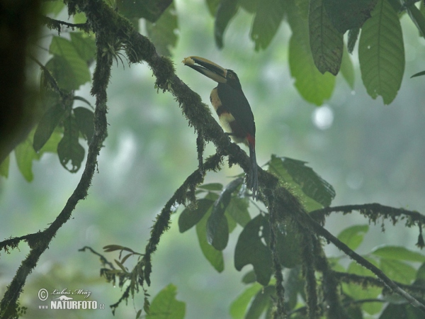 Pale-mandibled Aracari (Pteroglossus erythropygius)