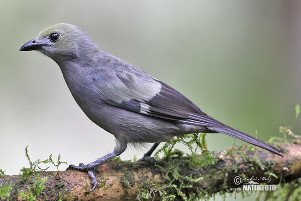 Palm Tanager (Tanagra palmarum)