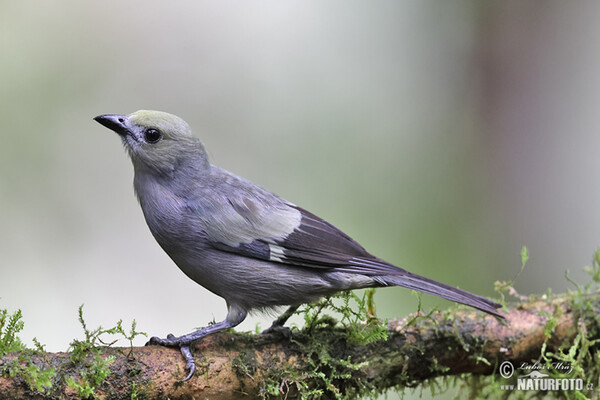 Palm Tanager (Thraupis palmarum)