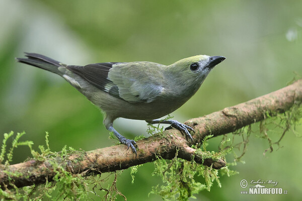 Palm Tanager (Thraupis palmarum)